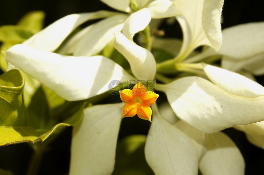 Masanduia 花朵花束花店美丽植物群花园植物生长花瓣橙子紫色图片