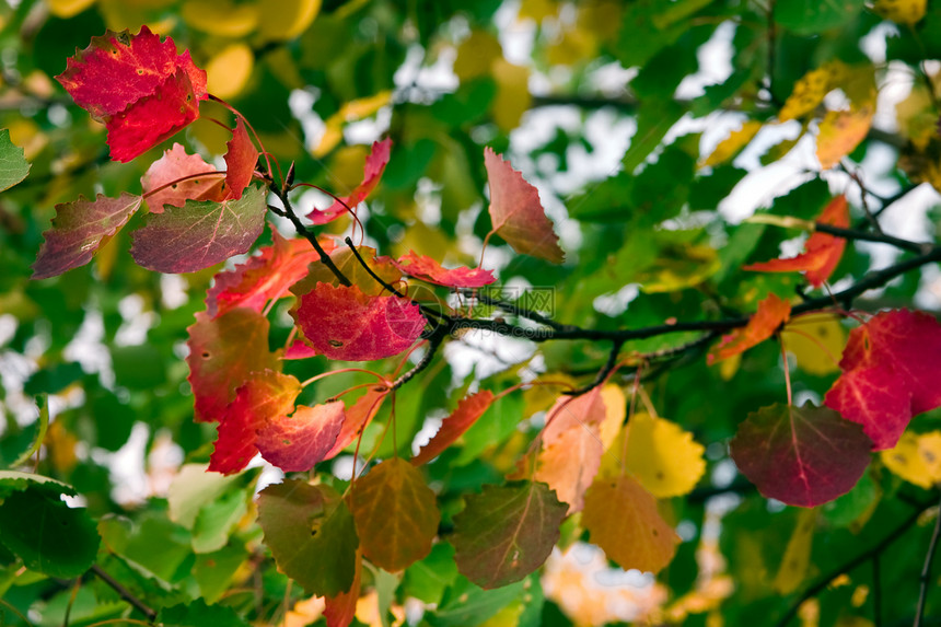 树枝的树枝 秋天有甲板叶子 连绿木也抵挡活力季节橙子风景树木木头森林荒野阳光植物图片
