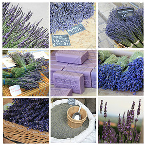 淡紫植物群落背景图片