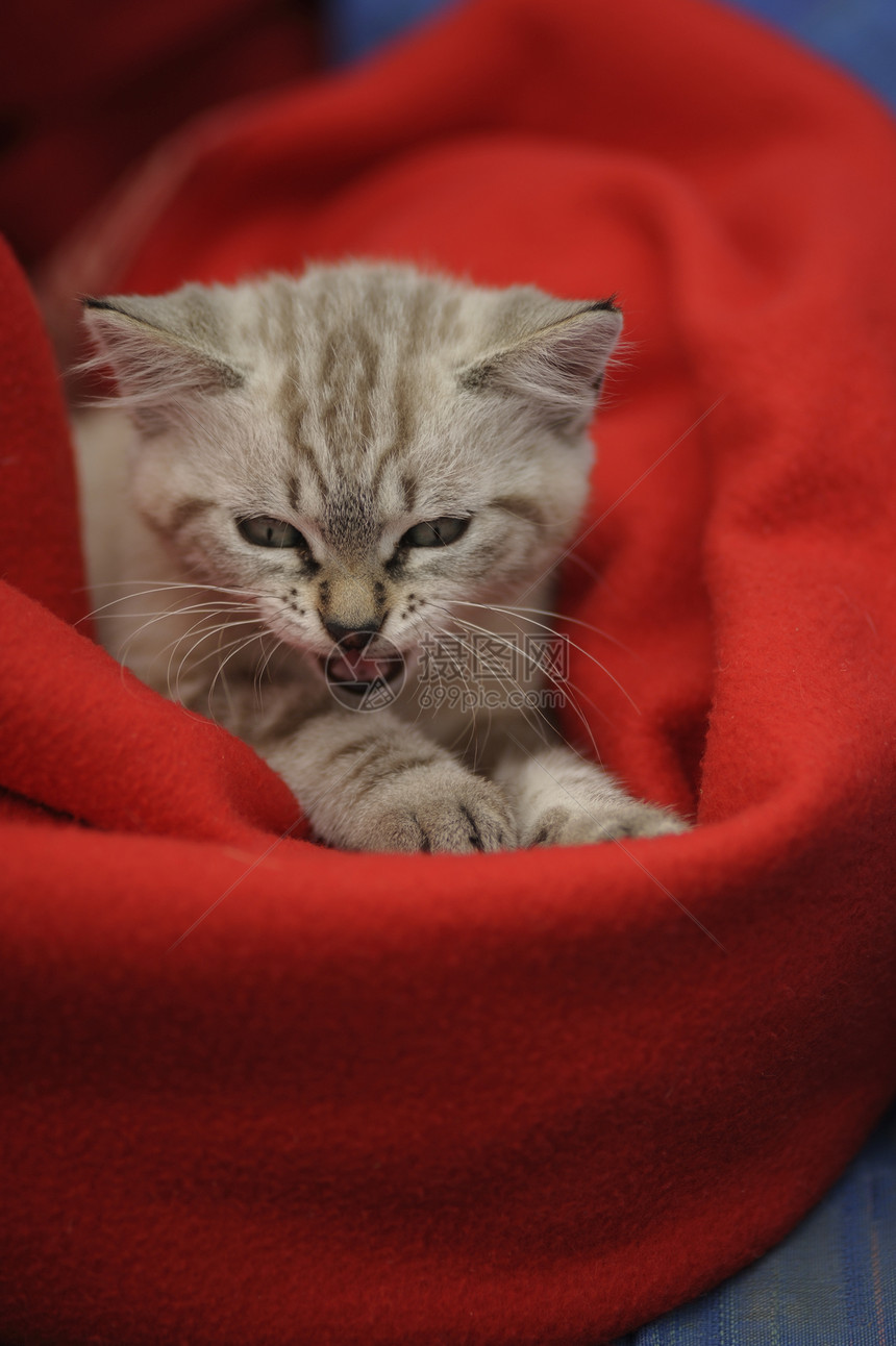 剪裁小猫耳朵休息黄色爪子条纹场地宠物睡眠枕头猫科图片