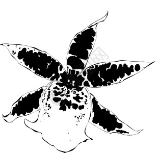 矢量兰花圆形插图植物装饰花瓣草图曲线热带生长装饰品创造力背景图片