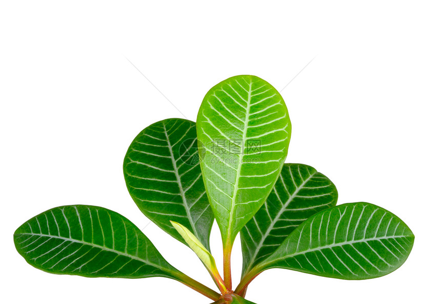 绿叶绿色白色植物草本植物图片