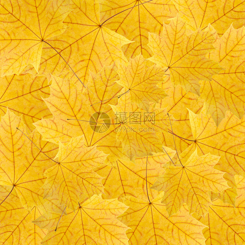 干黄色树叶的背景背景图片