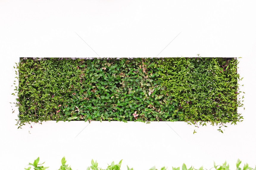 绿方正方形植物白色绿色树叶叶子图片