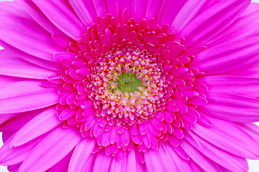 粉色gerber宏观植物植物群季节格柏雏菊图片