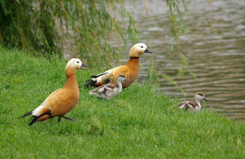 自然的鸭子家庭团体羽毛母亲野生动物鸟类后代领导生存旅行小鸭子图片