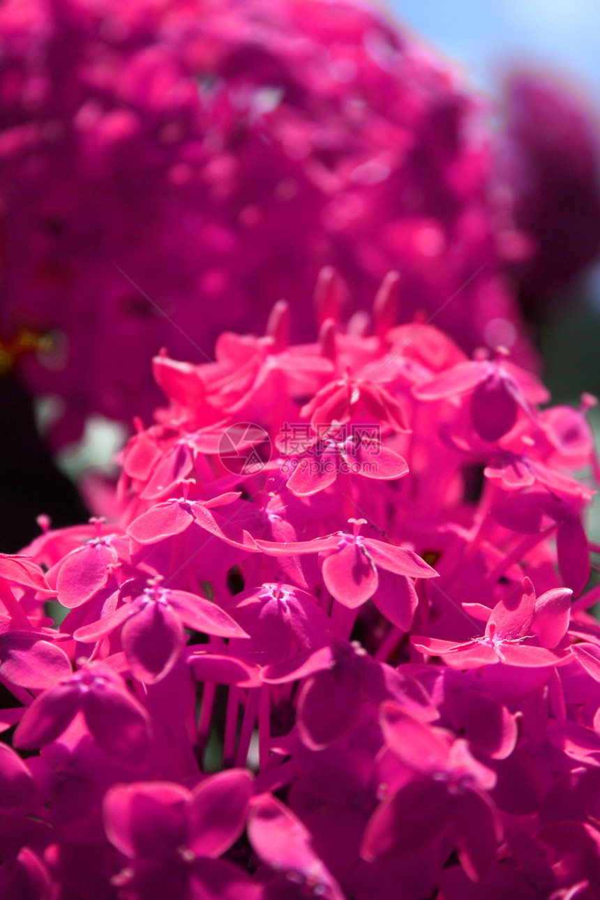 粉红花花朵植物群图片
