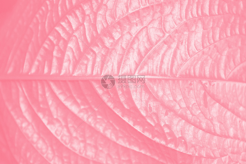 Pink 叶纹理叶子宏观图片