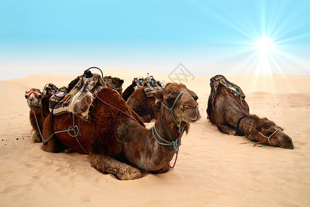 沙哈拉沙漠中的骆驼背景图片