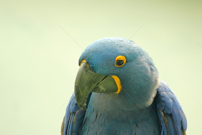 蓝鹦鹉羽毛黄色眼睛蓝色热带金刚鹦鹉航班翅膀鸟类图片