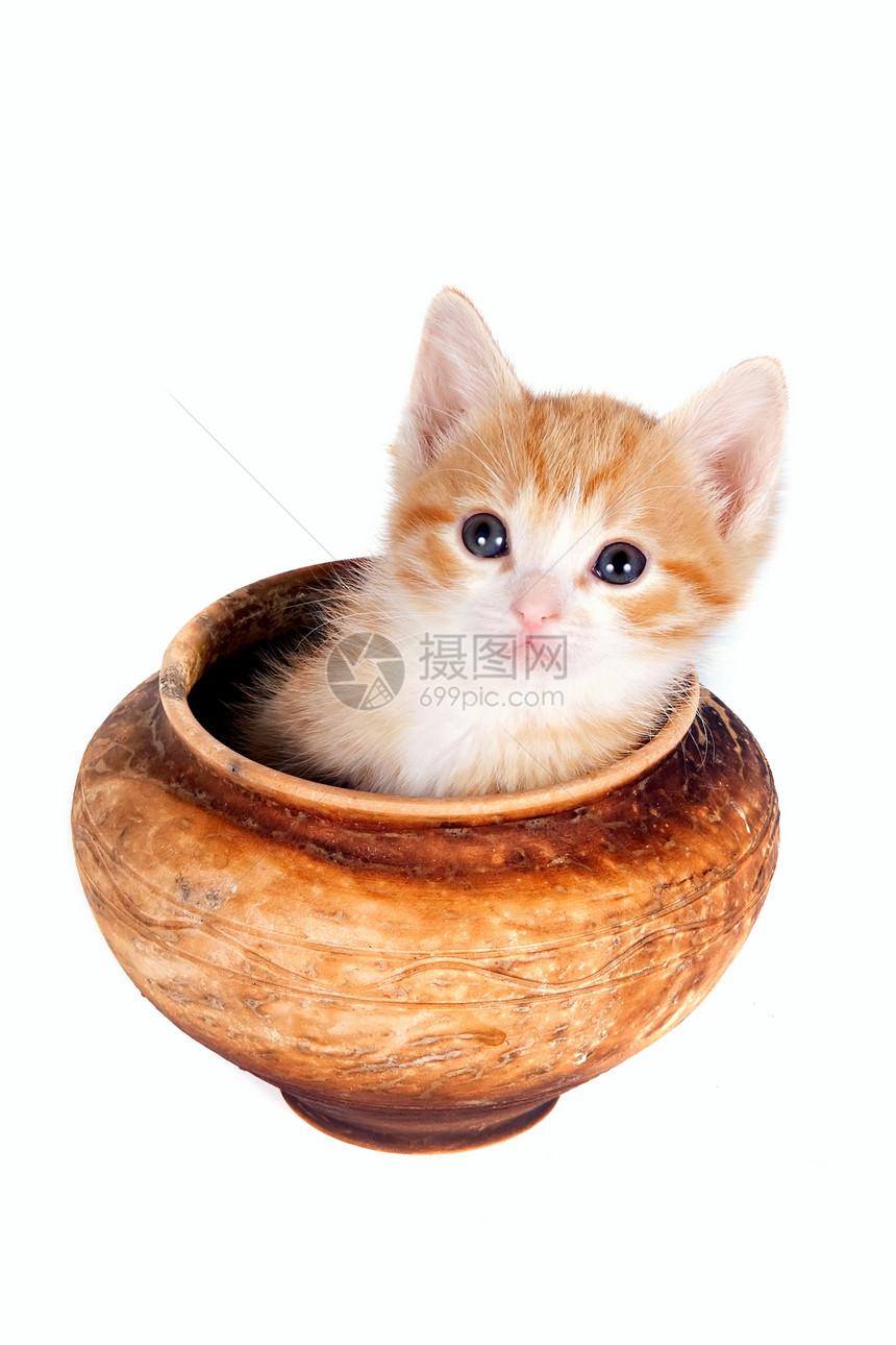 红小猫在泥锅里食肉制品动物工艺毛皮用具橙子晶须平底锅婴儿图片