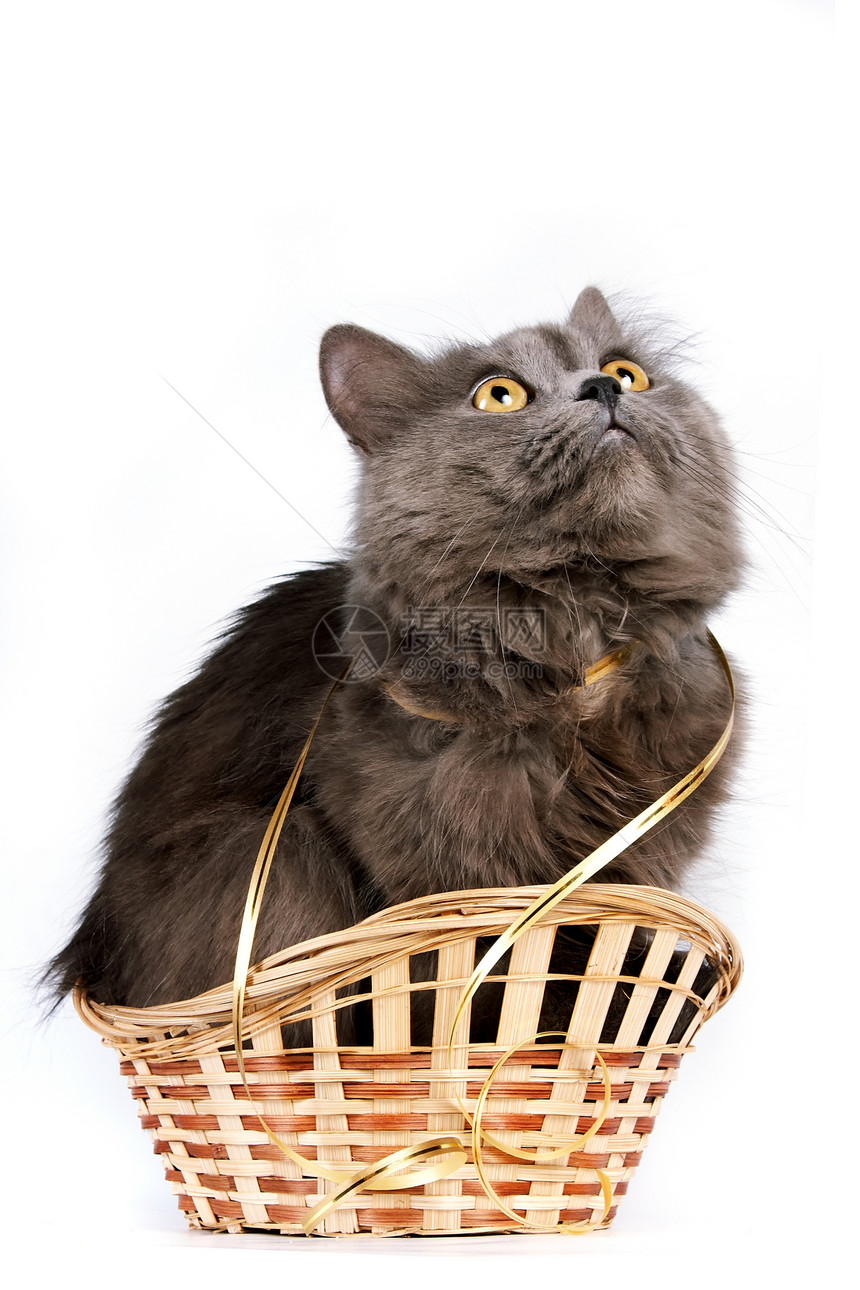篮子里的灰猫哺乳动物丝带毛皮尾巴灰色猫科动物爪子眼睛图片