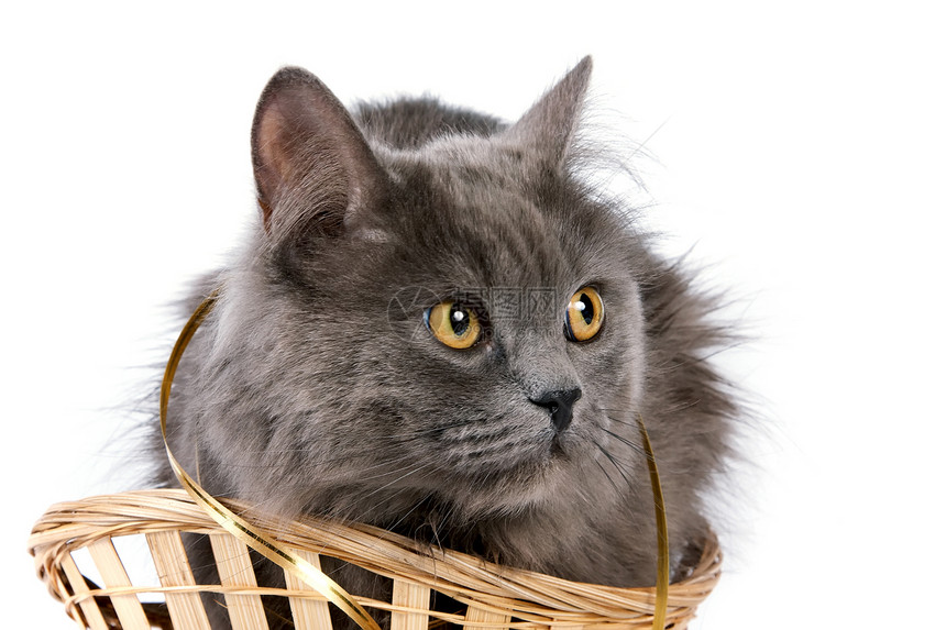 篮子里的灰猫灰色丝带尾巴哺乳动物动物毛皮猫科眼睛爪子图片