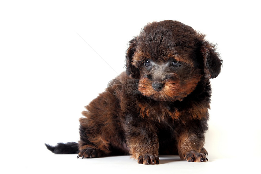 小小狗动物犬类朋友棕色血统猎犬哺乳动物宠物毛皮图片
