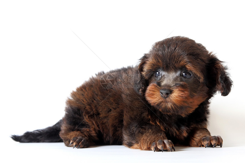 彼得堡兰花猎犬棕色哺乳动物毛皮犬类小狗动物宠物血统朋友图片