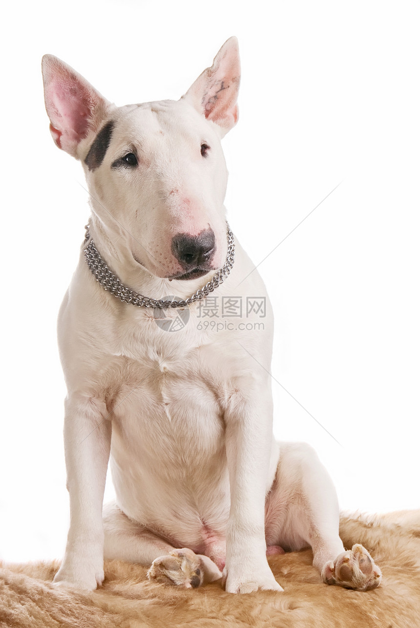敌二氧化铀衣领猎犬勇气友谊沙发幸福哺乳动物头发男性白色图片