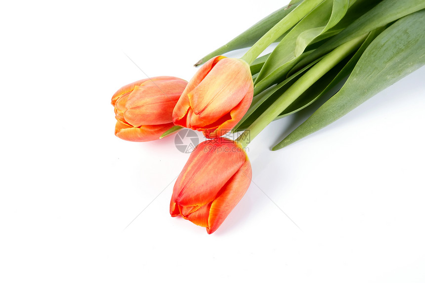 图利页花朵绿色郁金香周年红色紫色叶子纪念日花瓣礼物图片