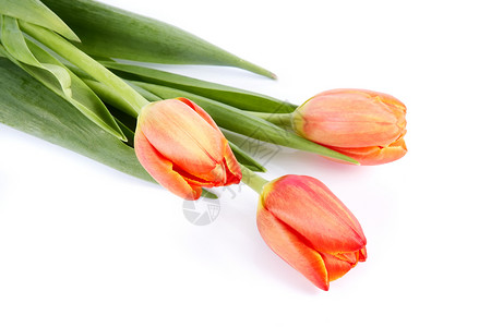 红色郁金香的花束粉色周年橙子纪念日绿色礼物花朵叶子生日花瓣背景图片