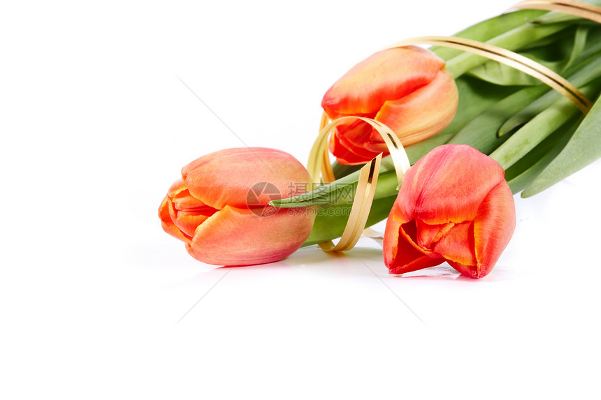 红色郁金香包绿色周年花瓣橙子叶子礼物花朵郁金香生日紫色图片