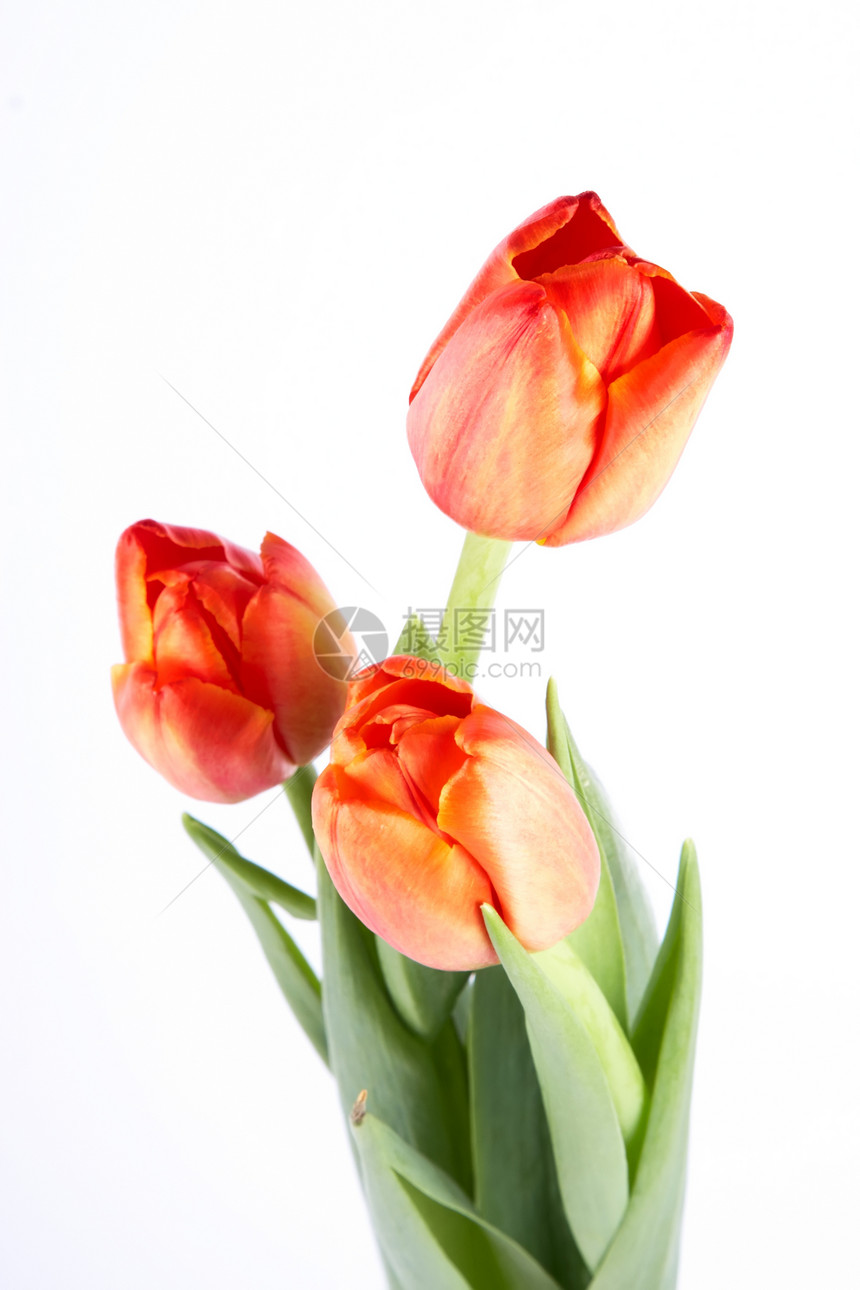 图利页紫色郁金香花朵纪念日橙子红色生日叶子礼物粉色图片