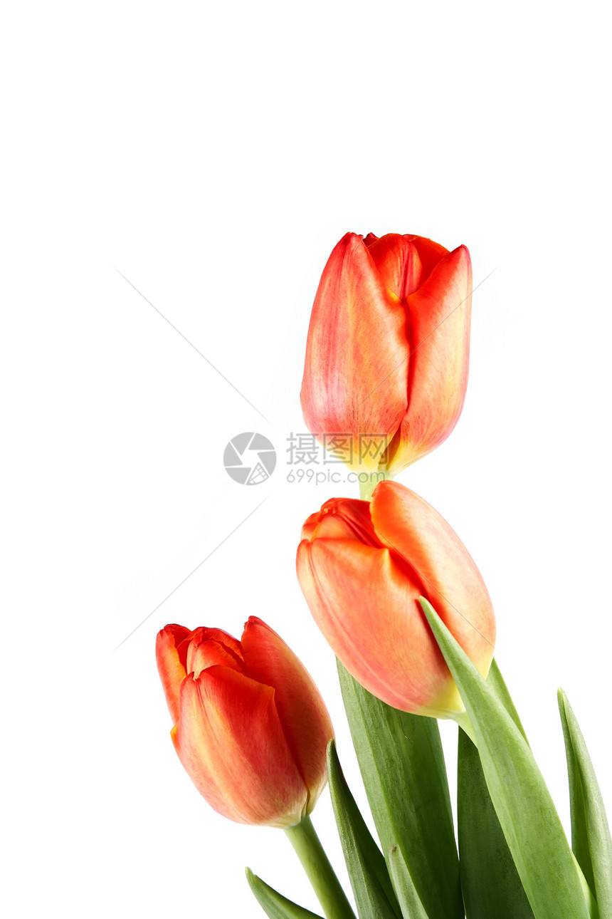 红色郁金香的花束周年纪念日绿色礼物叶子花朵粉色花瓣紫色生日图片