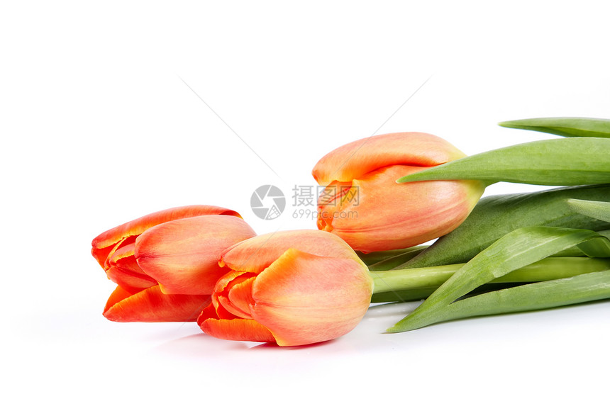 红色郁金香的花束橙子粉色纪念日绿色花朵花瓣紫色生日叶子周年图片