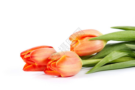 红色郁金香的花束橙子粉色纪念日绿色花朵花瓣紫色生日叶子周年背景图片