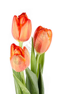 图利页纪念日橙子紫色周年郁金香粉色叶子礼物红色绿色高清图片
