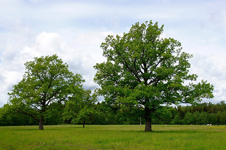 两棵树农村多叶国家环境场地乡村绿色天空背景图片