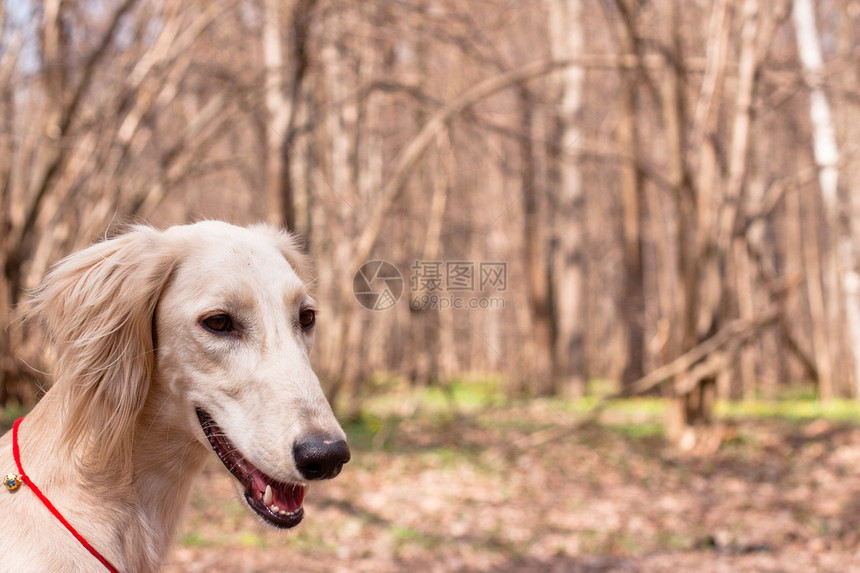 白沙露白色猎犬动物棕色水平森林食肉黑色宠物乐趣图片