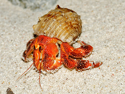 螃蟹与贝壳漂亮的隐居螃蟹在他的贝壳缝合背景