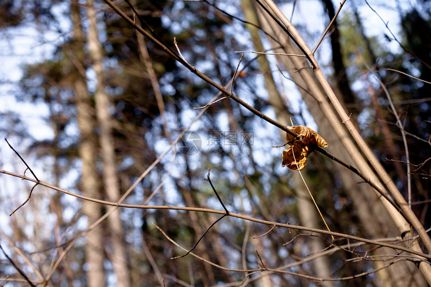秋季假期水平落叶植物群绿色棕色木头衬套森林图片