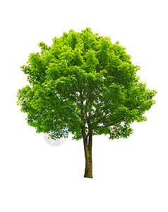 绿树叶子生活绿色季节多叶生长白色树木森林背景图片
