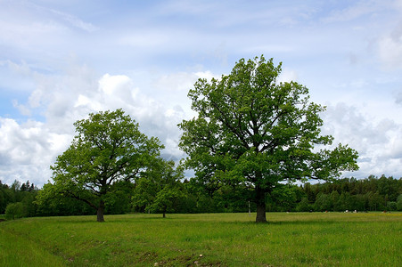 两棵树场地天空国家农村多叶乡村绿色环境背景图片