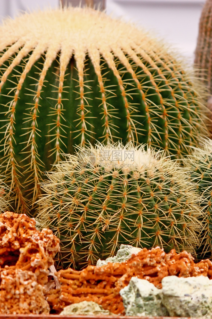 美丽的仙人掌岩石肉质植物群花园绿色沙漠植物学图片