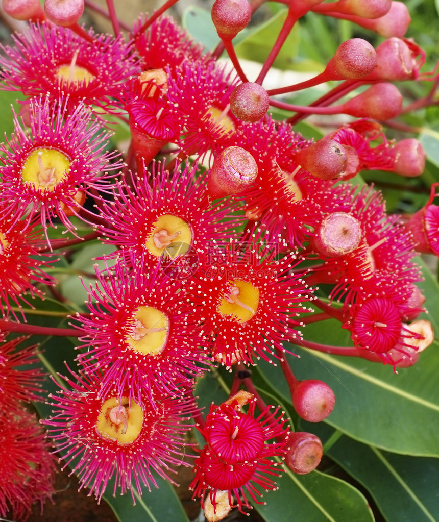 夏季Eucalyptus 红色Corymbia 澳大利亚a图片