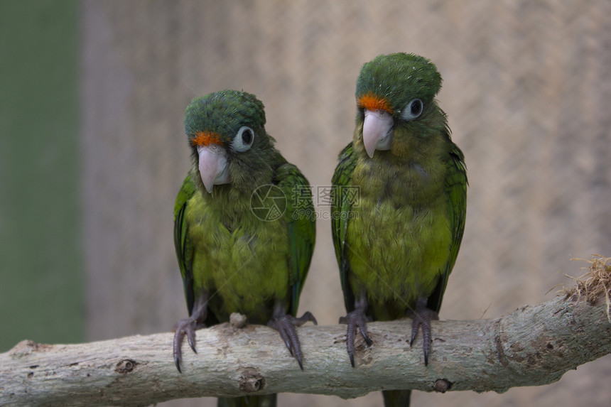 分支上的绿鹦鹉讨论野生动物宏观野外动物团结色彩红色动物蓝色童话图片