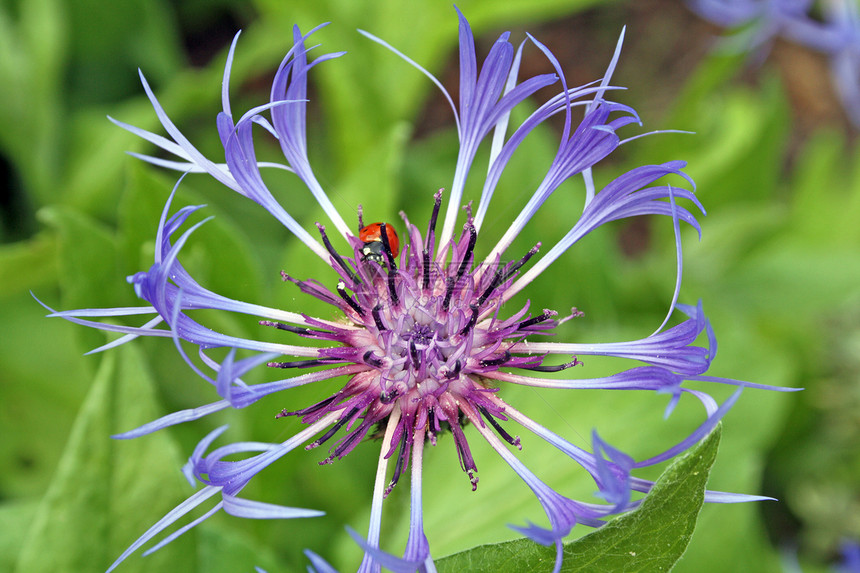 常年花季节按钮紫色植物群蓝色草本植物花园卡片植物叶子图片