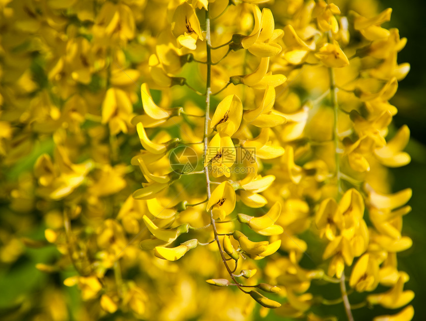 黄花季节花瓣植物黄色植物群图片