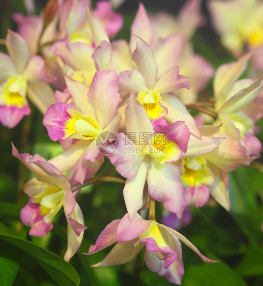 兰花黄色粉色异国植物情调花瓣图片