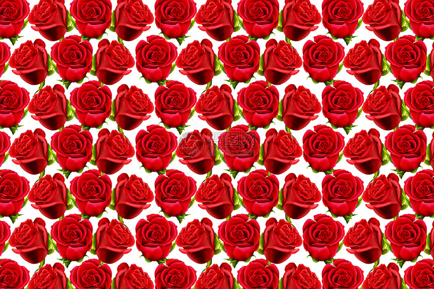 白色背景的红玫瑰壁纸Name图片