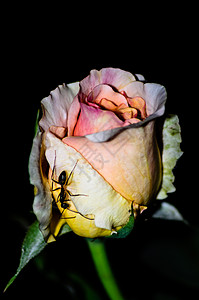玫瑰和蚂蚁背景图片
