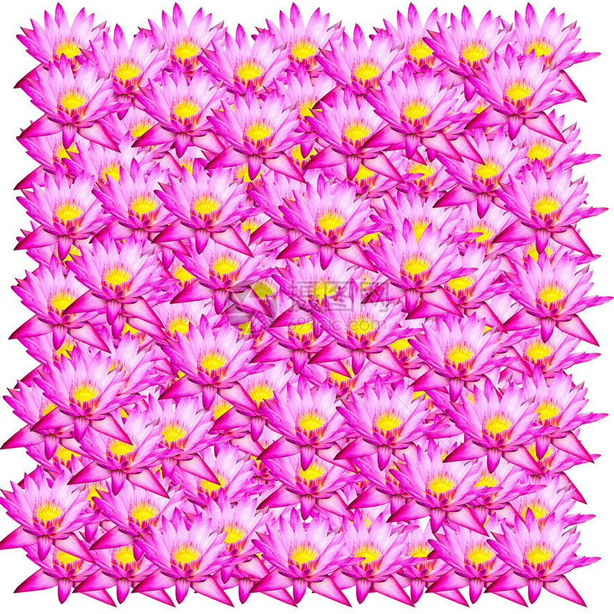 莲花背景背景粉色生物学天空植物植物学异国花瓣花园荷花百合图片