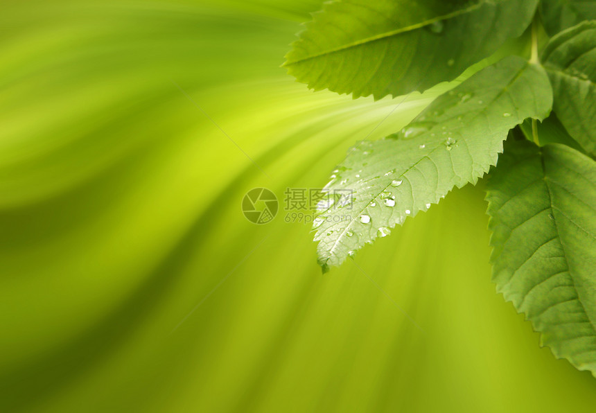 性质背景滴水植物群生态温泉绿色露珠飞沫生物学霉菌植物学图片