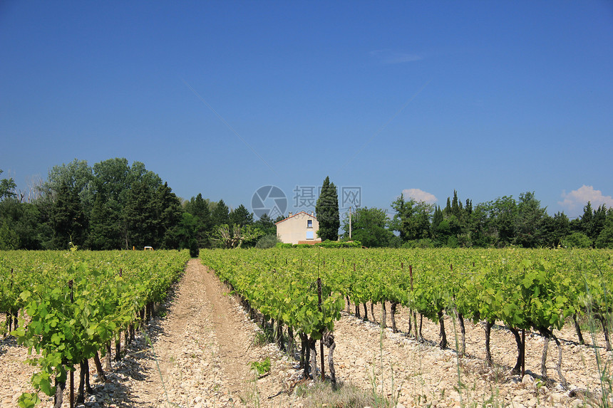 普罗旺斯的藤园栽培酒厂收成酒精农业葡萄农村绿色植物生长图片