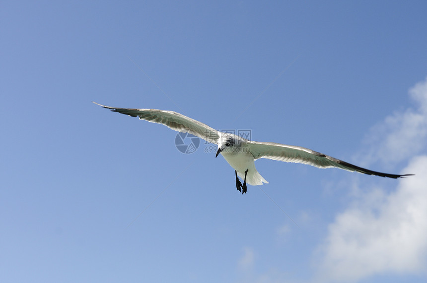 美丽的海鸥航班白色野生动物羽毛脊椎动物环境荒野自由支撑海岸图片