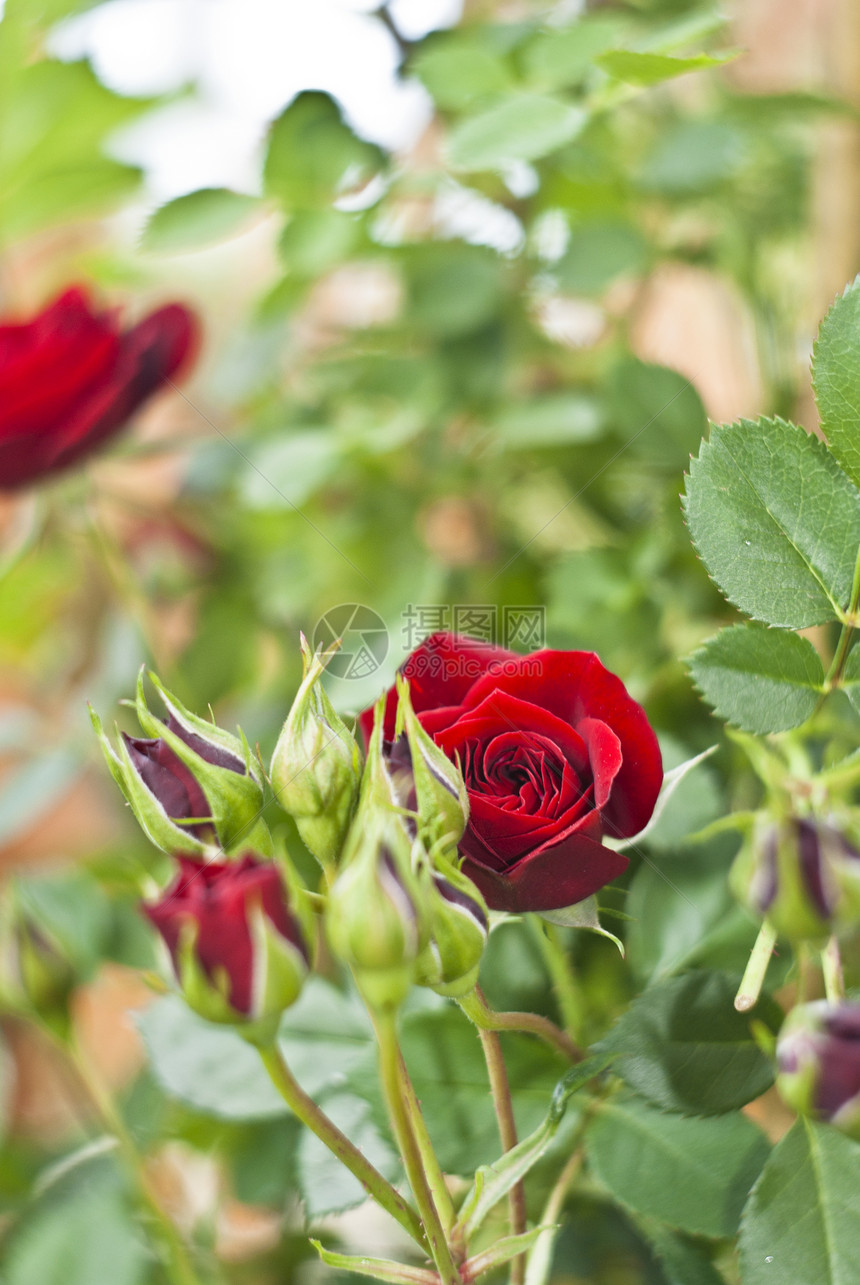 花园里的红玫瑰花图片