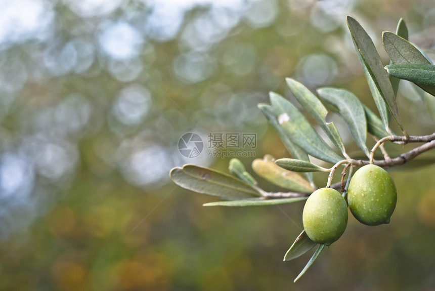 绿橄榄叶子传统背景美食水果收成生物植物宏观食物图片