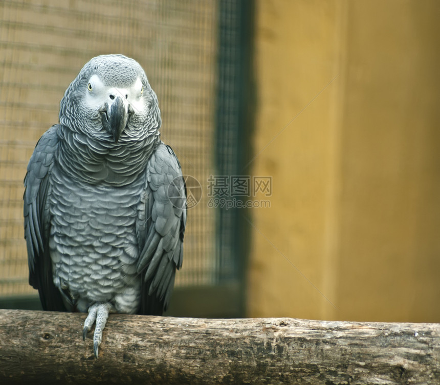 木材上的灰色鹦鹉情调热带眼睛栖息爱情野生动物鸟类树干荷叶动物学图片