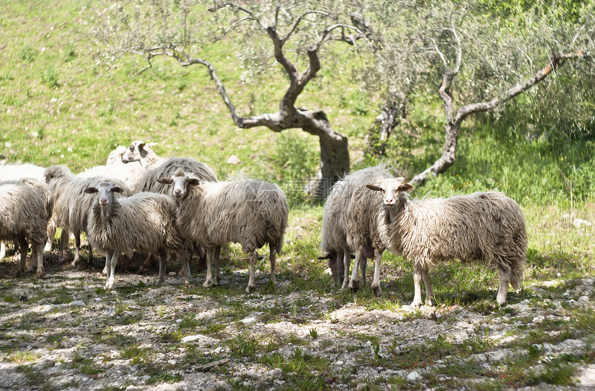 牧羊在西西里农场图片